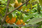 Preview: Citrus clementina Pflanze