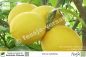 Preview: Citrus latifolia Pflanzen