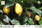 Preview: Citrus limon lunario Pflanze