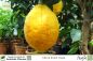 Preview: Citrus limon rosso Pflanzen