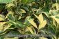 Preview: Citrus sinensis Foliis variegatis Pflanze