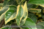 Preview: Citrus sinensis Foliis variegatis Pflanze