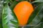 Preview: Citrus sinensis Navelina Pflanzen