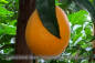 Preview: Citrus sinensis Navelina Pflanze