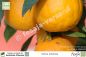 Preview: Citrus sinensis 'Valencia Late' Pflanzen