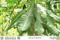 Preview: Clavija longifolia