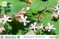 Preview: Clerodendrum trichotomum