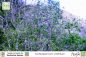 Preview: Cochlospermum vitifolium