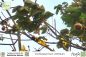 Preview: Cochlospermum vitifolium