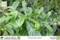 Preview: Crescentia cujete Pflanzen