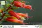 Preview: Cuphea melvillea Pflanzen