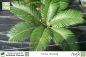 Preview: Cycas revoluta Pflanzen