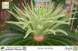 Preview: Cycas revoluta Pflanzen