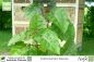 Preview: Cyphomandra betacea Pflanzen