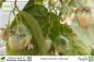 Preview: Cyphomandra betacea Pflanzen
