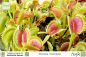Preview: Dionaea muscipula