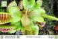 Preview: Dionaea muscipula