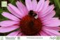 Preview: Echinacea purpurea