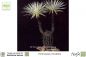 Preview: Echinopsis mirabilis Samen