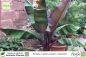Preview: Ensete ventricosum maurelii Pflanzen