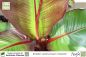 Preview: Ensete ventricosum maurelii Pflanzen