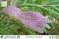 Preview: Eremophila maculata Pflanzen