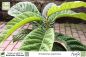 Preview: Eriobotrya japonica Pflanzen
