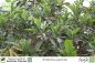 Preview: Eriobotrya japonica Pflanzen