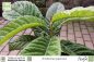 Preview: Eriobotrya japonica
