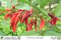 Preview: Erythrina crista-galli Pflanzen