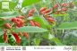 Preview: Erythrina crista-galli