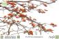 Preview: Erythrina poeppigiana