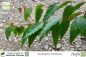Preview: Eucalyptus citriodora Pflanzen