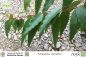 Preview: Eucalyptus citriodora
