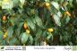 Preview: Fortunella margarita Pflanzen