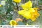 Preview: Fremontodendron californicum Pflanzen