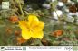 Preview: Fremontodendron californicum Pflanzen