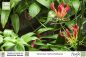 Preview: Gloriosa rothschildiana