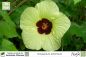 Preview: Gossypium arboreum Pflanzen