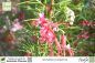 Preview: Grevillea juniperina Pflanzen