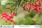 Preview: Grevillea juniperina Pflanzen