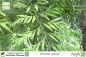 Preview: Grevillea robusta Pflanzen
