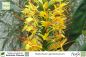 Preview: Hedychium gardnerianum Pflanzen