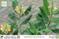 Preview: Hedychium gardnerianum Pflanzen