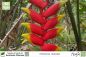 Preview: Heliconia rostrata Pflanzen
