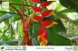 Preview: Heliconia rostrata Pflanzen