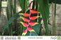 Preview: Heliconia rostrata