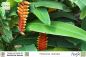 Preview: Heliconia rostrata