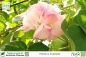 Preview: Hibiscus mutabilis Pflanzen