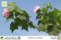 Preview: Hibiscus mutabilis Pflanzen